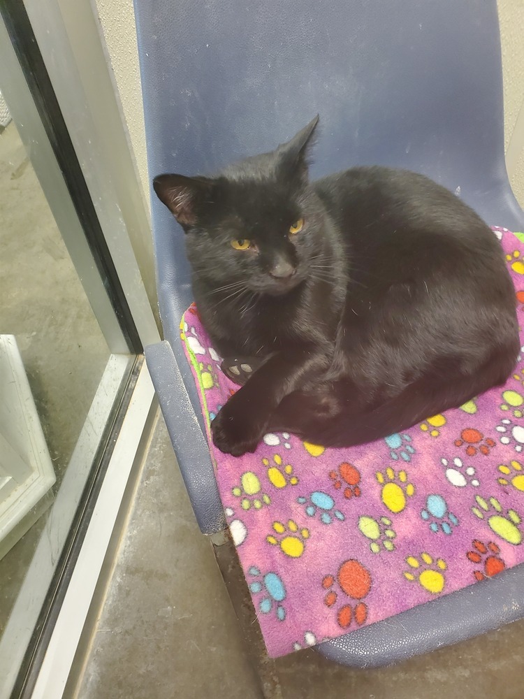 Licorice, an adoptable American Shorthair in Bartlesville, OK, 74006 | Photo Image 1
