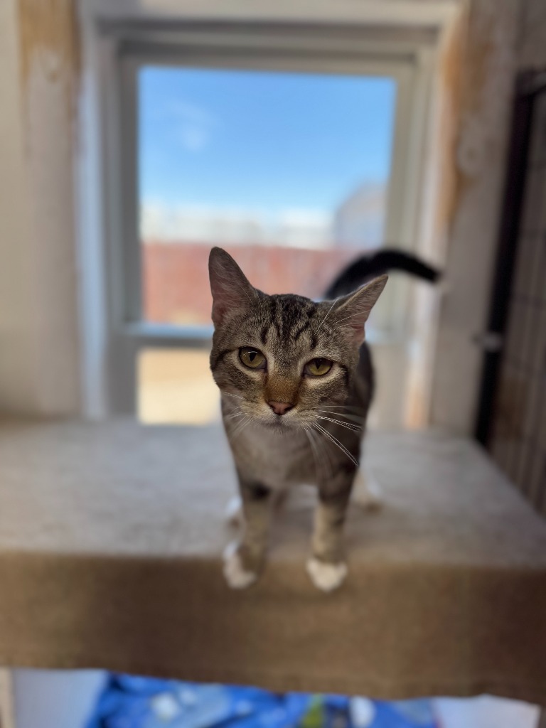 Dan, an adoptable Domestic Short Hair in Hastings, NE, 68901 | Photo Image 1