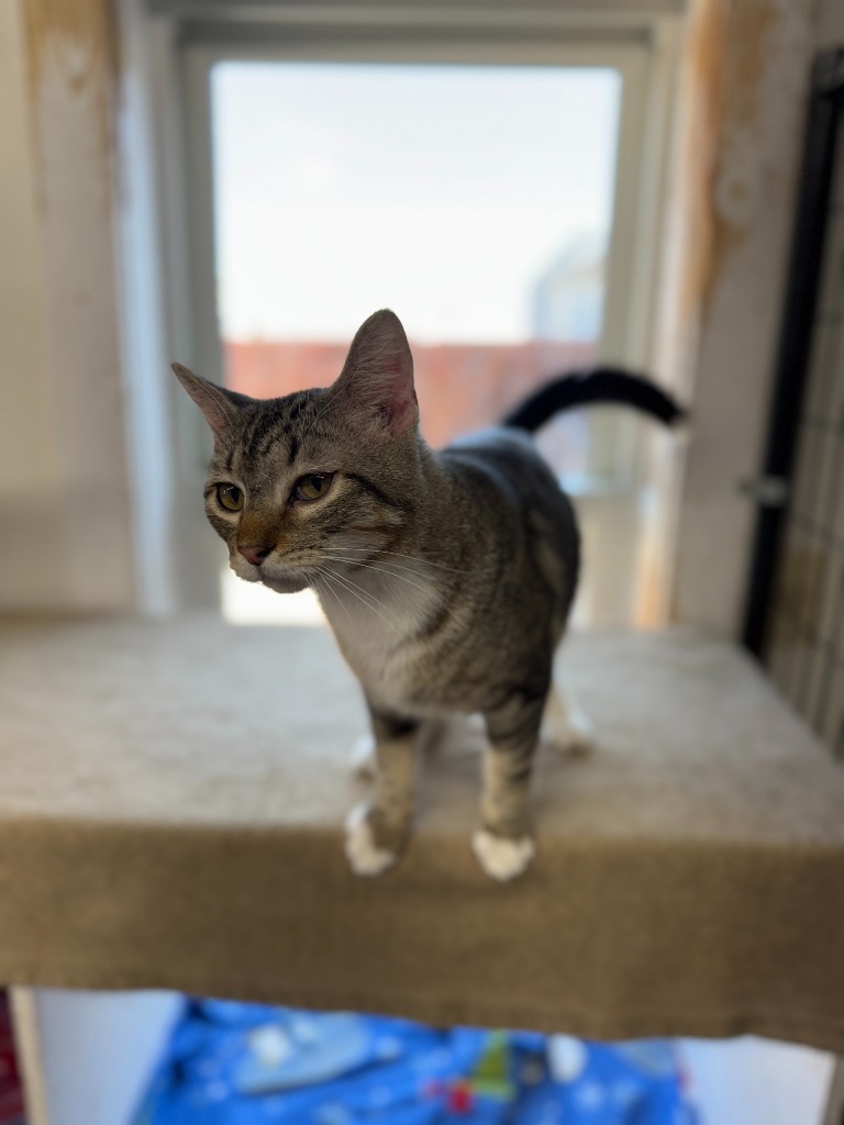 Dan, an adoptable Domestic Short Hair in Hastings, NE, 68901 | Photo Image 2