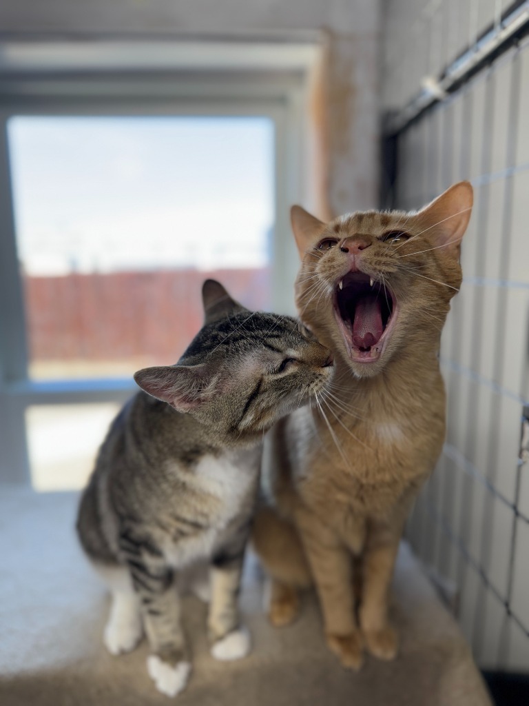 Dan, an adoptable Domestic Short Hair in Hastings, NE, 68901 | Photo Image 3