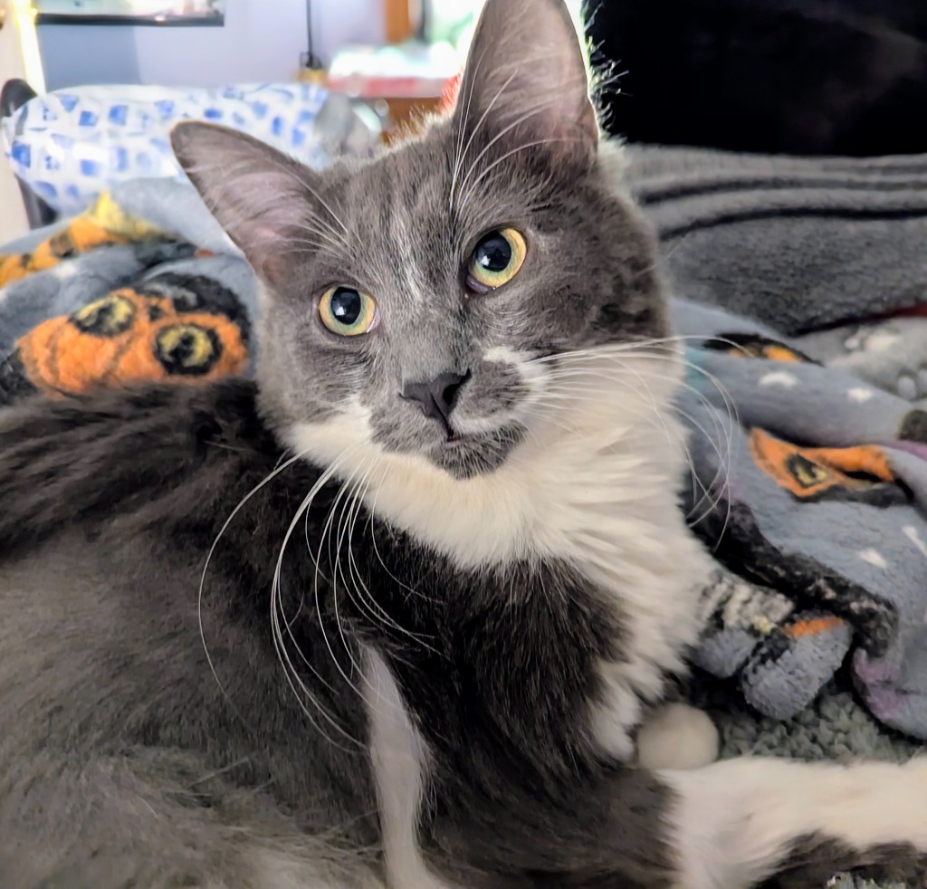 Liora, an adoptable Domestic Long Hair in Olathe, KS, 66062 | Photo Image 1