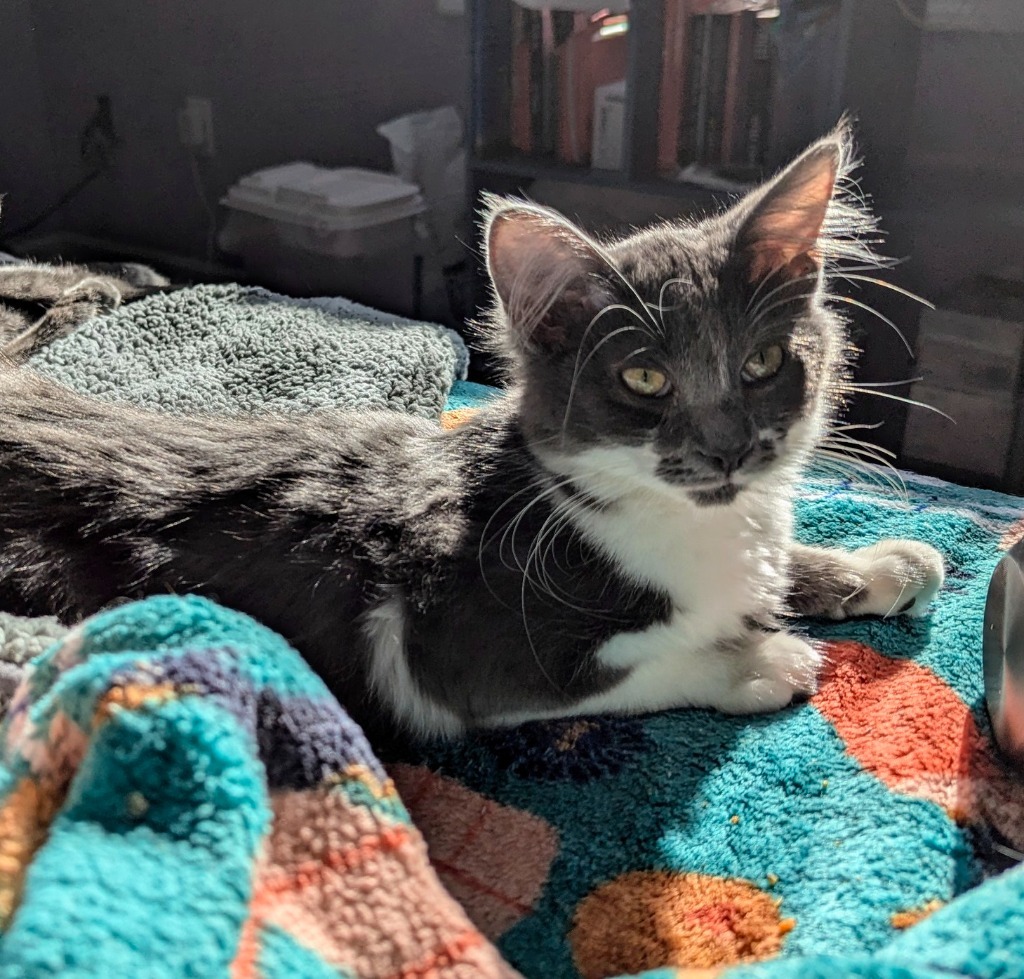 Liora, an adoptable Domestic Long Hair in Olathe, KS, 66062 | Photo Image 2