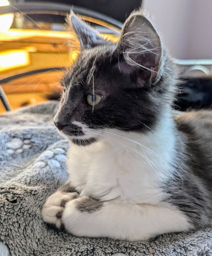 Liora, an adoptable Domestic Long Hair in Olathe, KS, 66062 | Photo Image 3