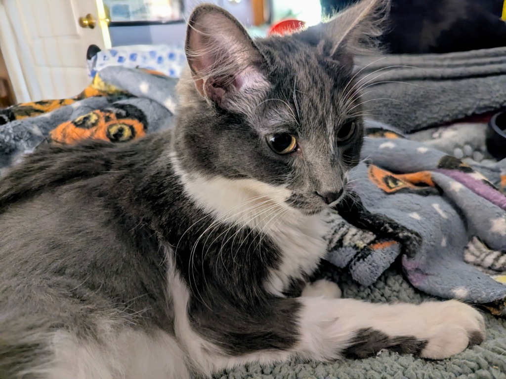 Liora, an adoptable Domestic Long Hair in Olathe, KS, 66062 | Photo Image 4