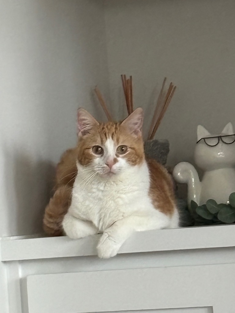 Solstice, an adoptable Domestic Medium Hair in Olathe, KS, 66062 | Photo Image 1