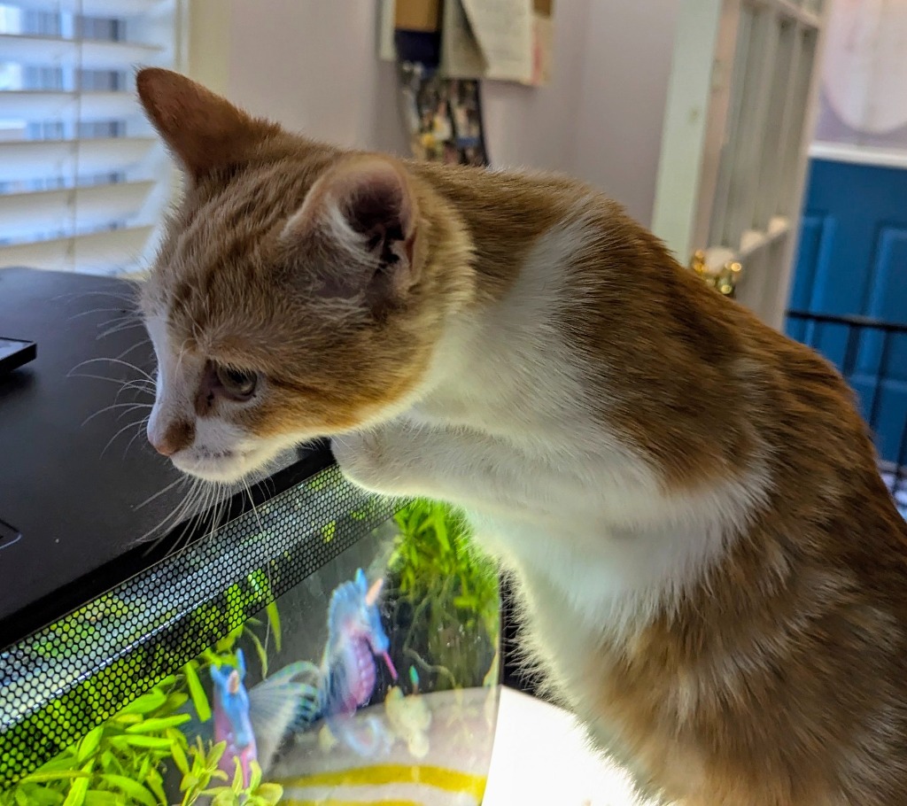 Solstice, an adoptable Domestic Medium Hair in Olathe, KS, 66062 | Photo Image 2