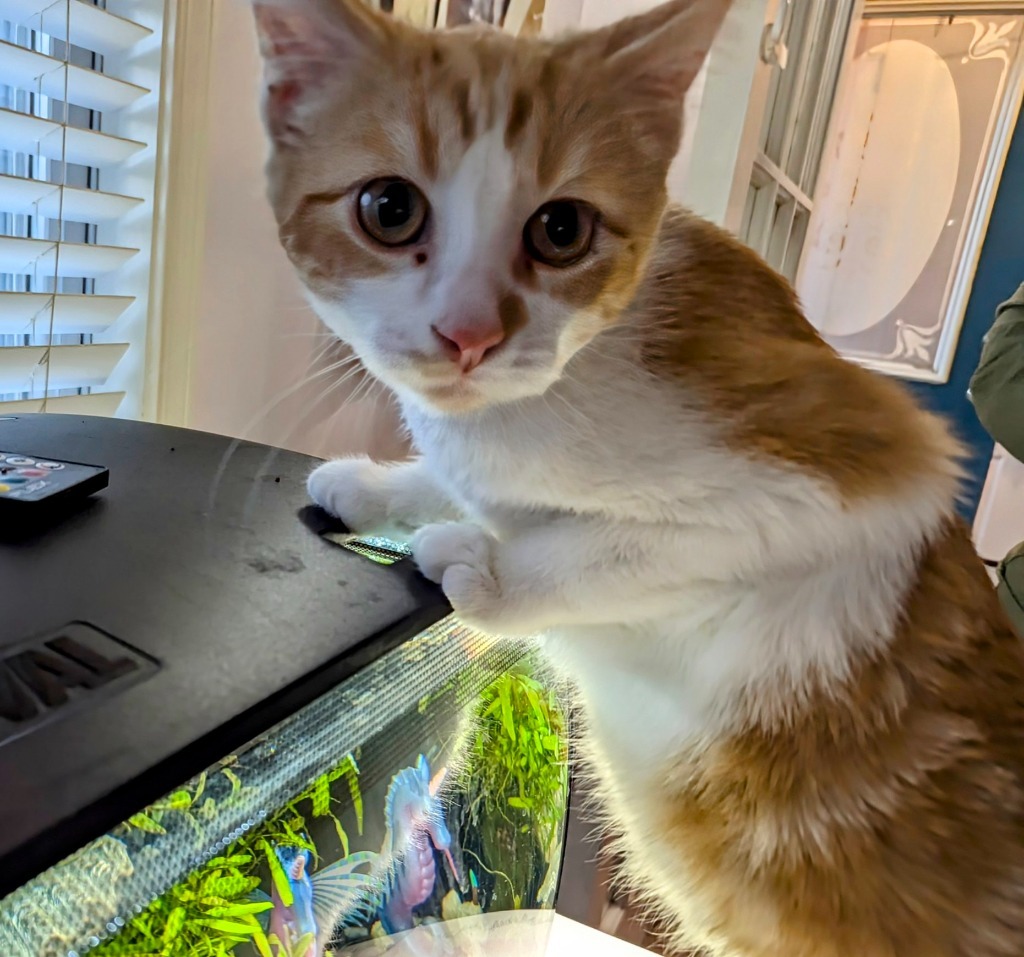 Solstice, an adoptable Domestic Medium Hair in Olathe, KS, 66062 | Photo Image 3