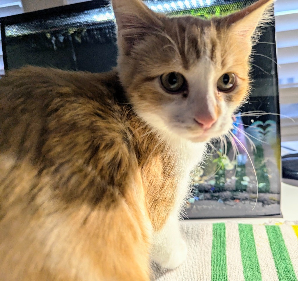 Solstice, an adoptable Domestic Medium Hair in Olathe, KS, 66062 | Photo Image 4