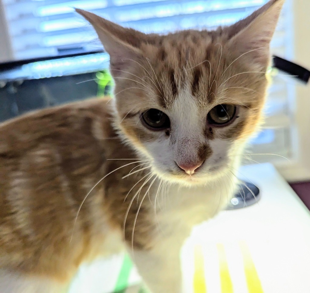 Solstice, an adoptable Domestic Medium Hair in Olathe, KS, 66062 | Photo Image 5