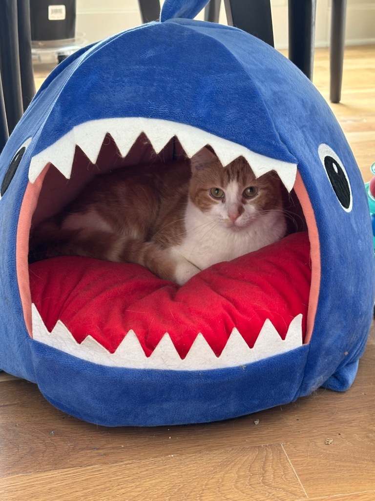 Solstice, an adoptable Domestic Medium Hair in Olathe, KS, 66062 | Photo Image 6