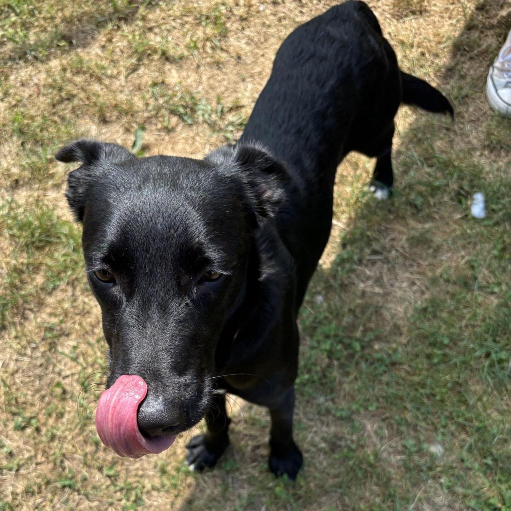 Ebony