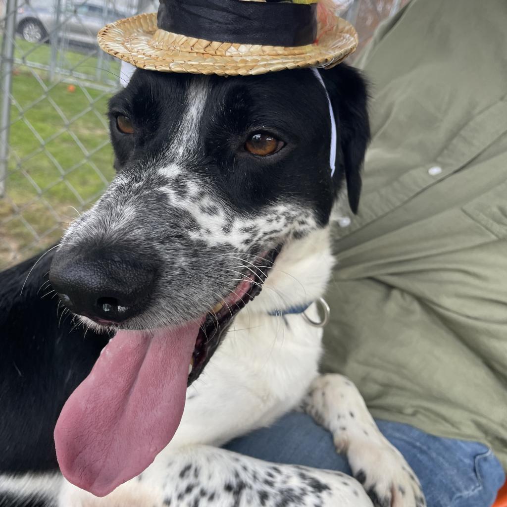 Domino-(Duke)