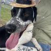Domino-(Duke) photo 2