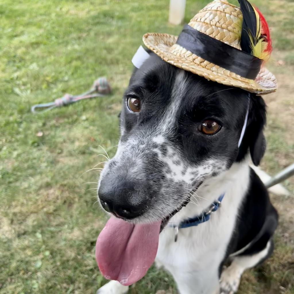 Domino-(Duke)