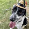 Domino-(Duke) photo 3