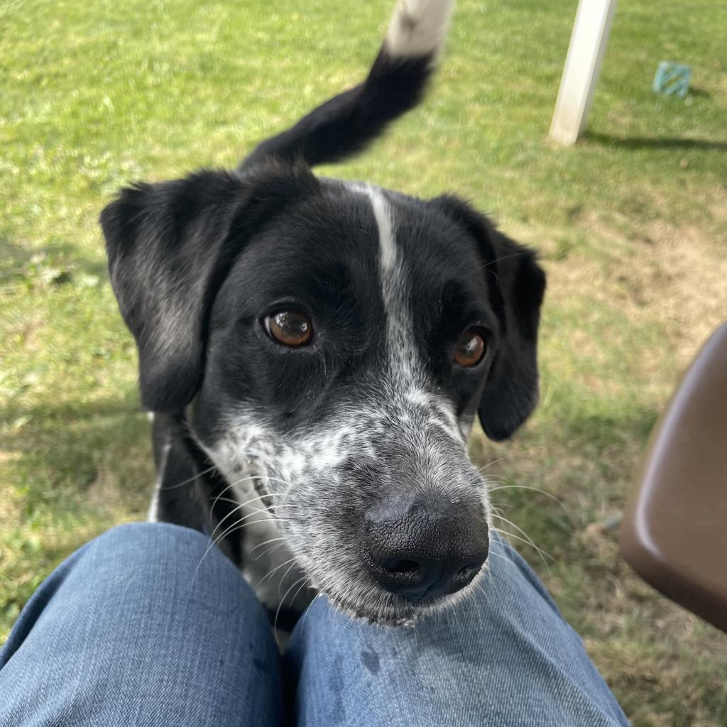 Domino-(Duke)