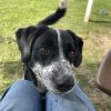 Domino-(Duke) photo 4