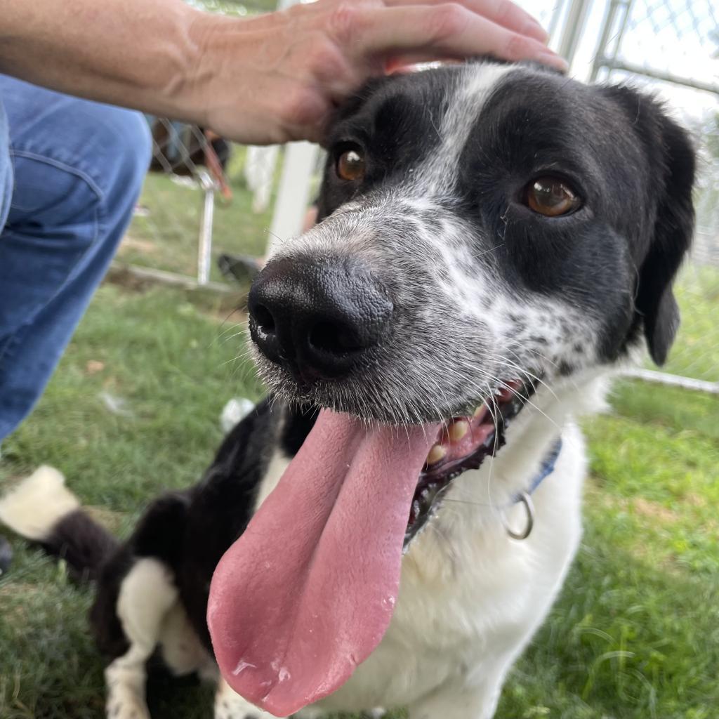 Domino-(Duke)