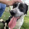 Domino-(Duke) photo 5