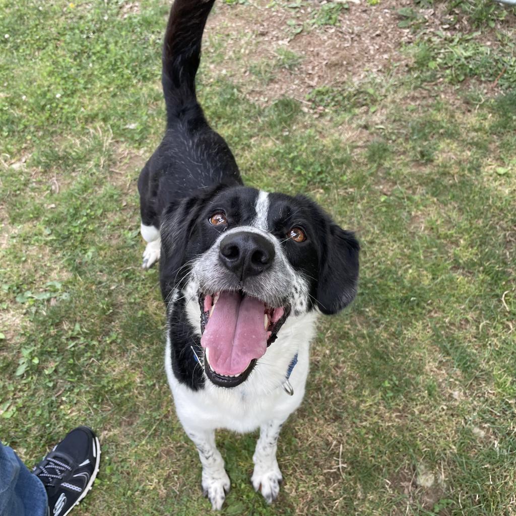 Domino-(Duke)
