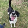 Domino-(Duke) photo 6