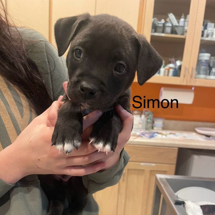 Simon 2