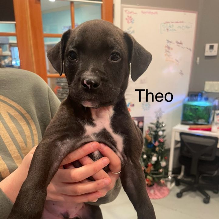 Theodore 2