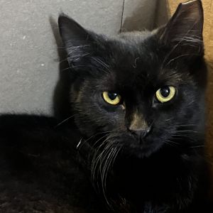 Sushi, Young Male Domestic Short Hair