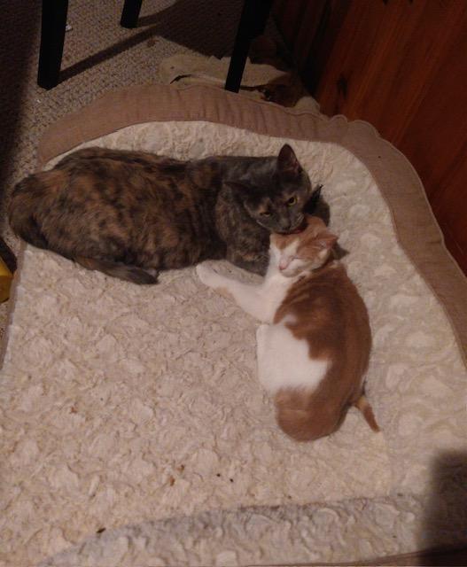 Bodette bonded with Isabella