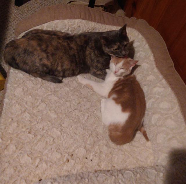 Bodette bonded with Isabella