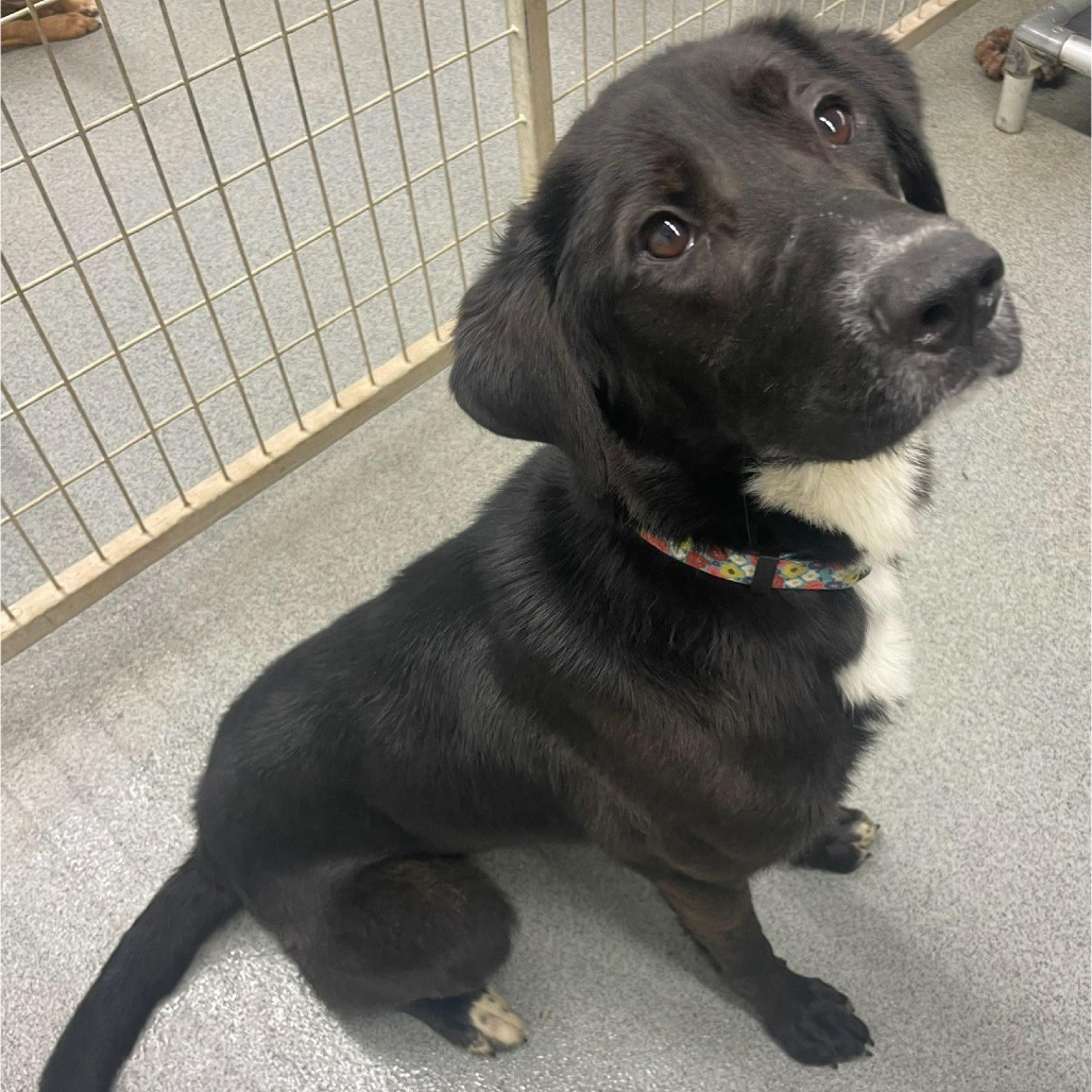 Arabella, an adoptable Black Labrador Retriever, Mixed Breed in Kingman, KS, 67068 | Photo Image 1