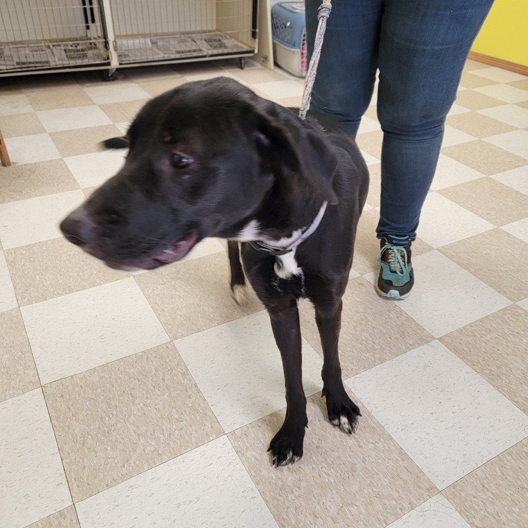 Arabella, an adoptable Black Labrador Retriever, Mixed Breed in Kingman, KS, 67068 | Photo Image 2