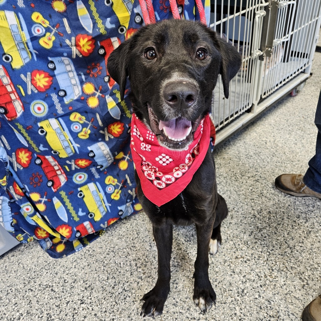 Arabella, an adoptable Black Labrador Retriever, Mixed Breed in Kingman, KS, 67068 | Photo Image 3