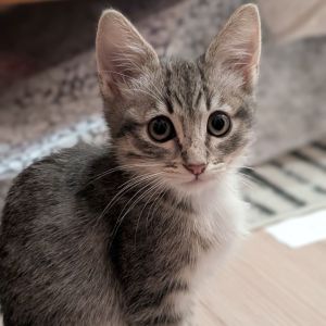 Meet Bronx the tabby with the tabby-tude This little guy is a bundle of joy ready to pounce into 