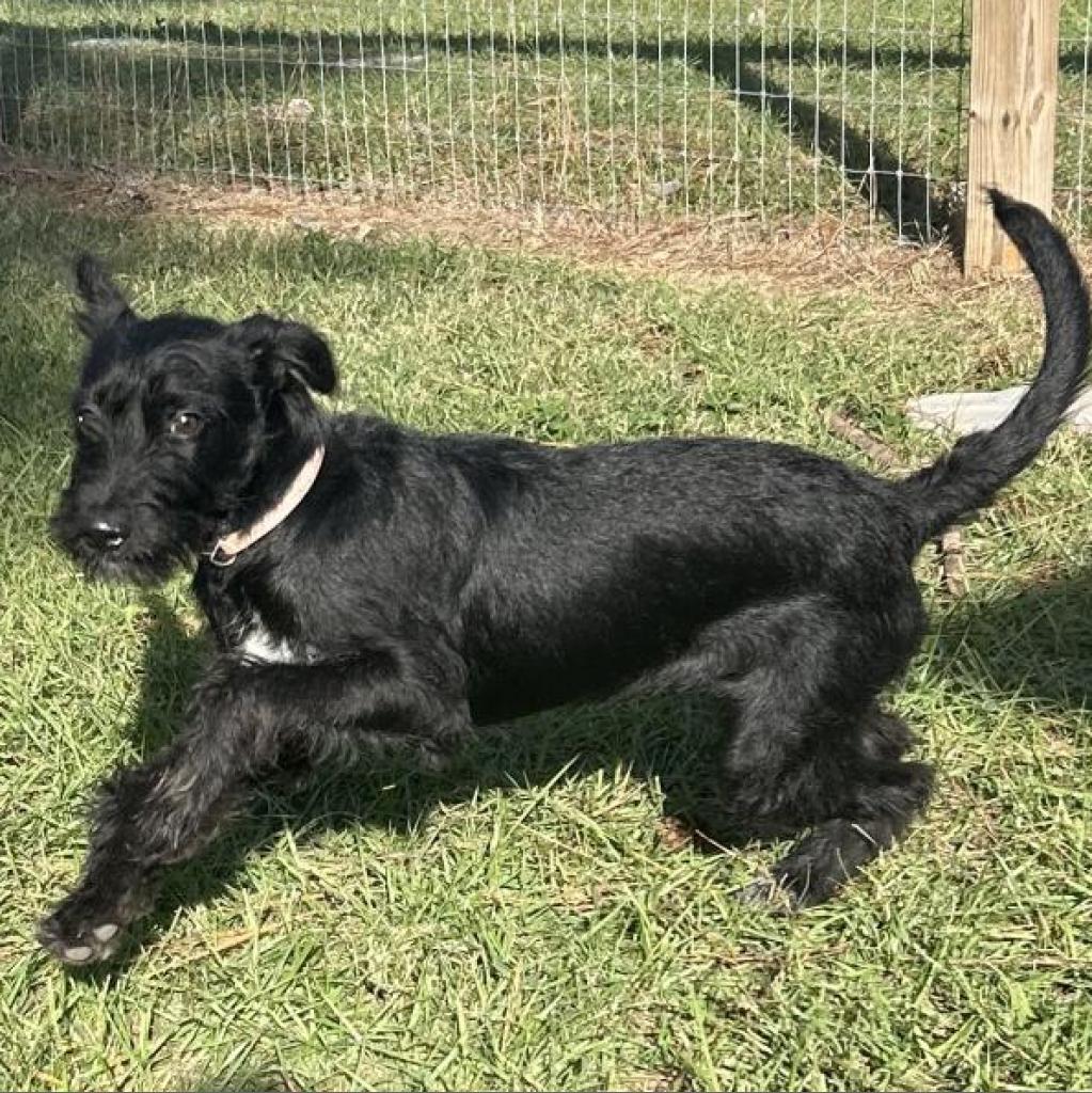 Lucki, an adoptable Schnauzer in Houston, TX, 77006 | Photo Image 1
