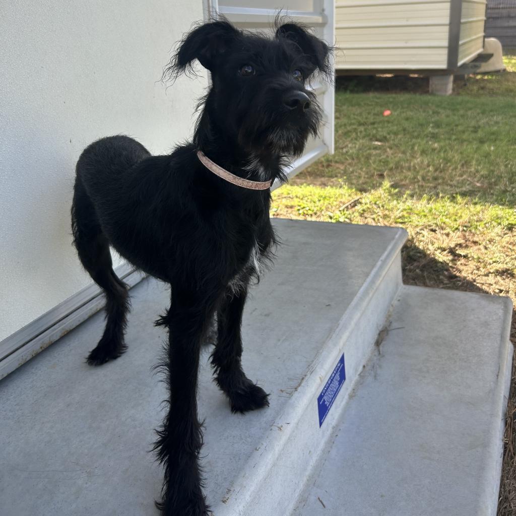 Lucki, an adoptable Schnauzer in Houston, TX, 77006 | Photo Image 2