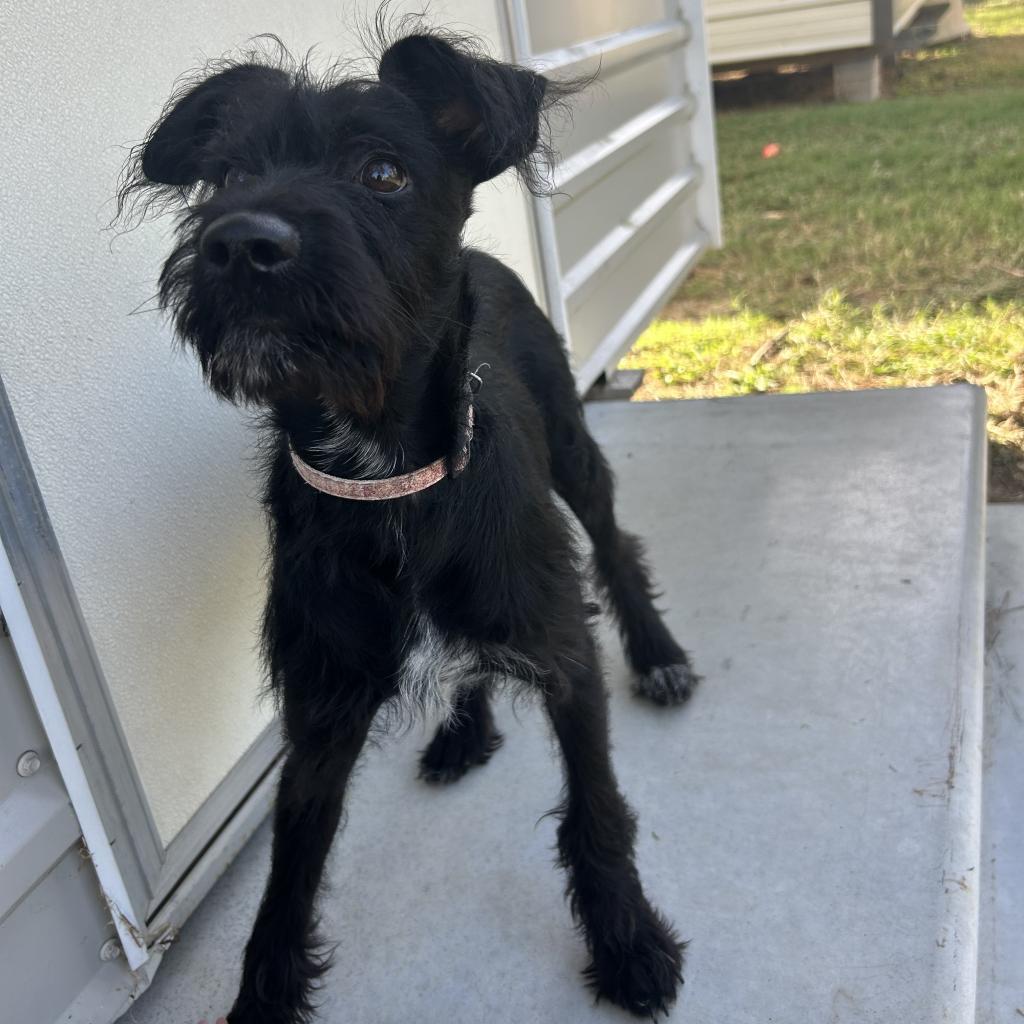 Lucki, an adoptable Schnauzer in Houston, TX, 77006 | Photo Image 3