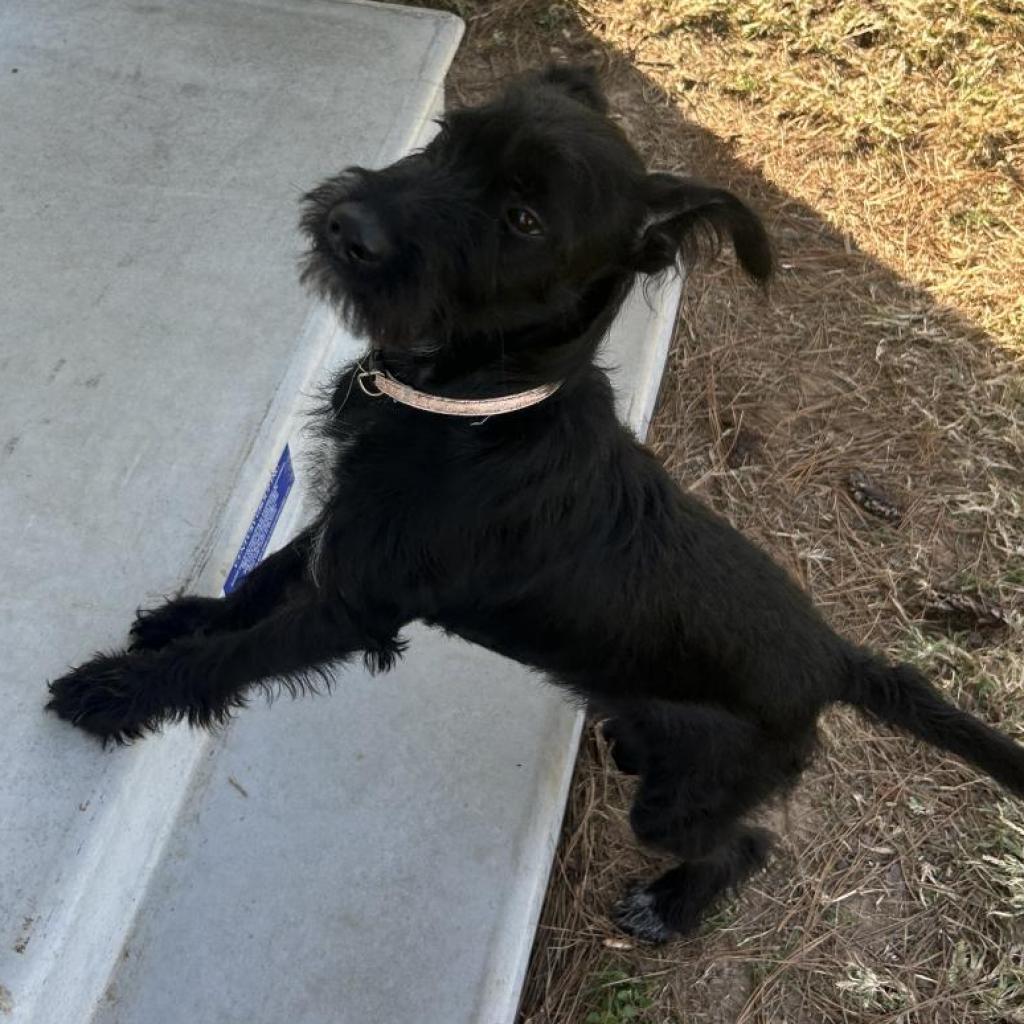 Lucki, an adoptable Schnauzer in Houston, TX, 77006 | Photo Image 4