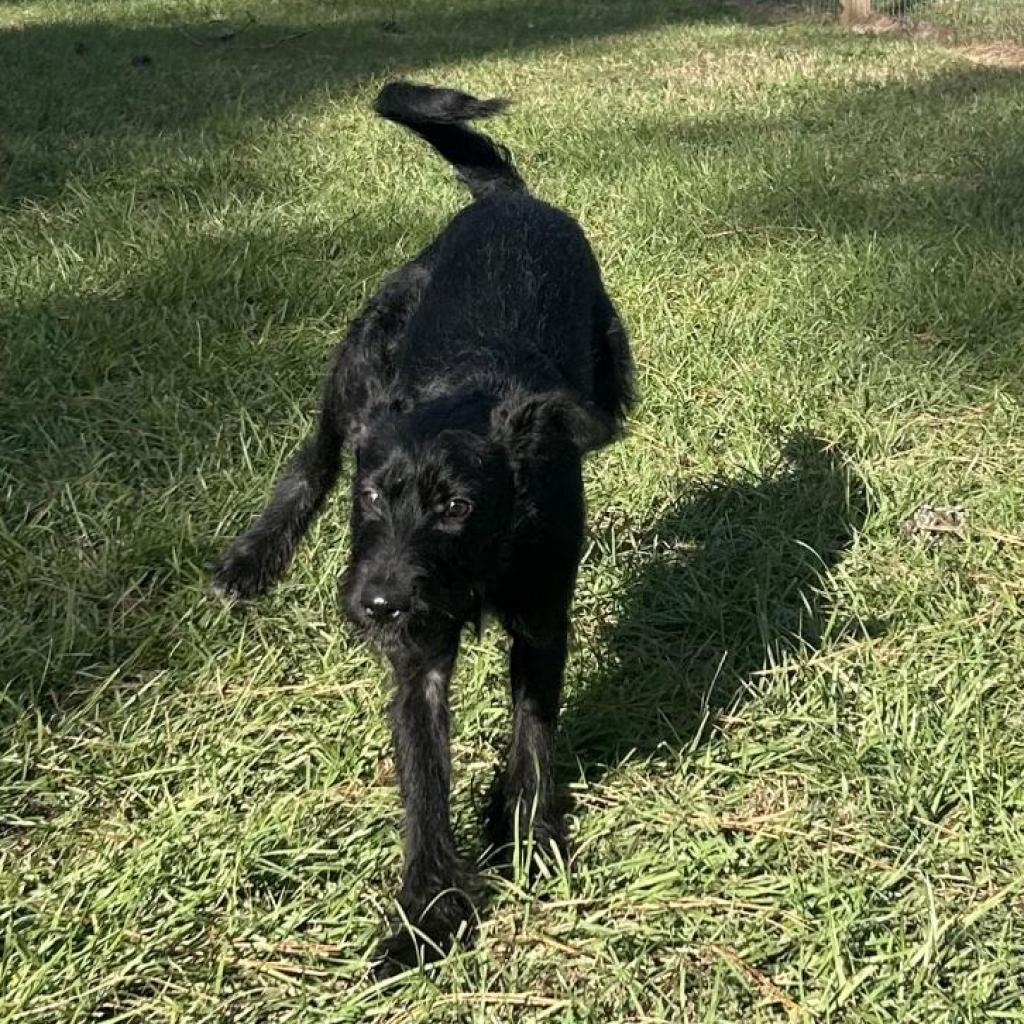 Lucki, an adoptable Schnauzer in Houston, TX, 77006 | Photo Image 5