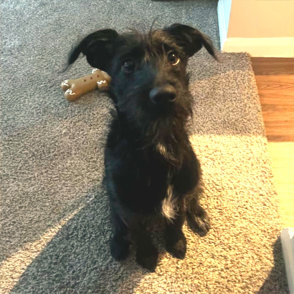 Lucki, an adoptable Schnauzer in Houston, TX, 77006 | Photo Image 6