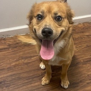 Peppermint Butler, an adoptable Golden Retriever, Setter in St. Louis, MO, 63103 | Photo Image 1