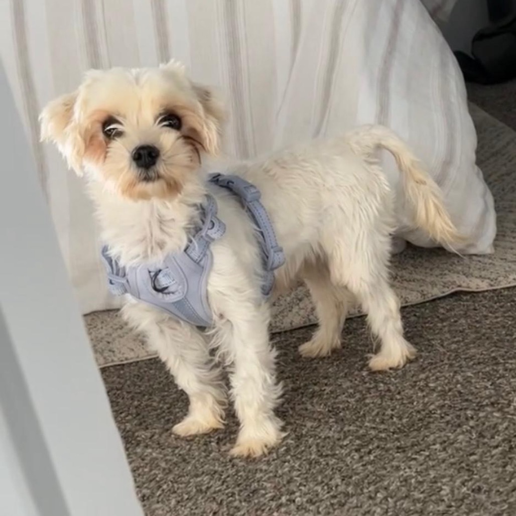 Eloise, an adoptable Havanese in Pacific, MO, 63069 | Photo Image 1