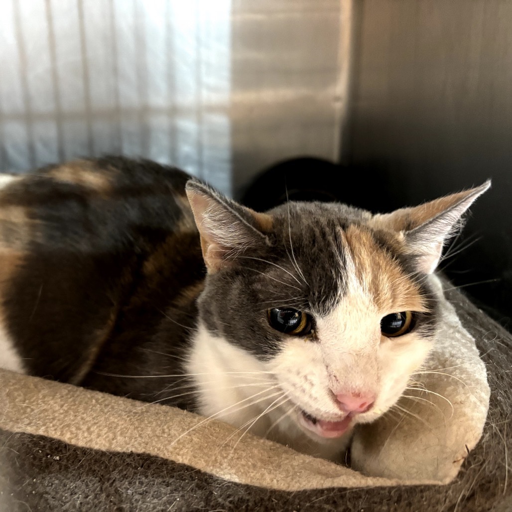 Lita, an adoptable Domestic Short Hair in Garfield, AR, 72732 | Photo Image 1