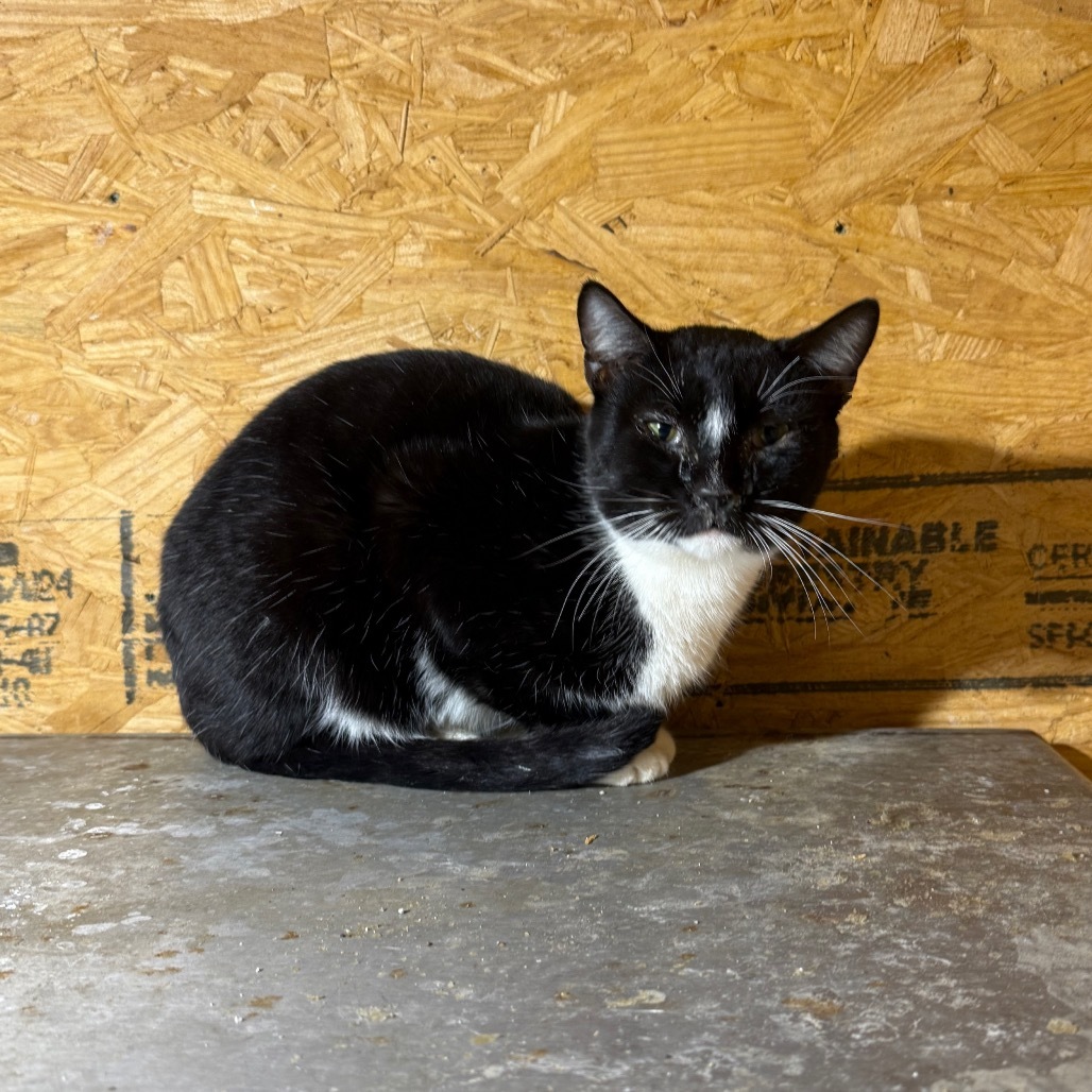 Ethan, an adoptable Domestic Short Hair in Garfield, AR, 72732 | Photo Image 1
