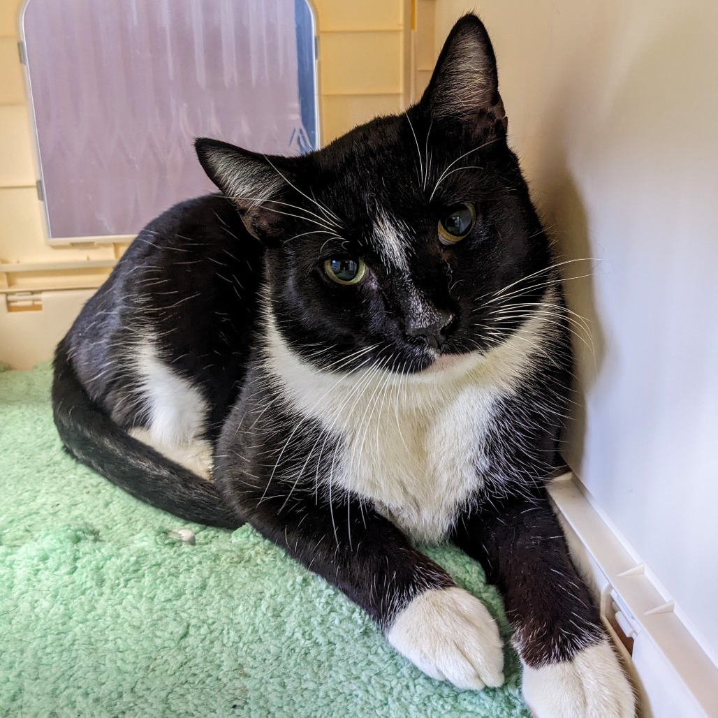 Ethan, an adoptable Domestic Short Hair in Garfield, AR, 72732 | Photo Image 1