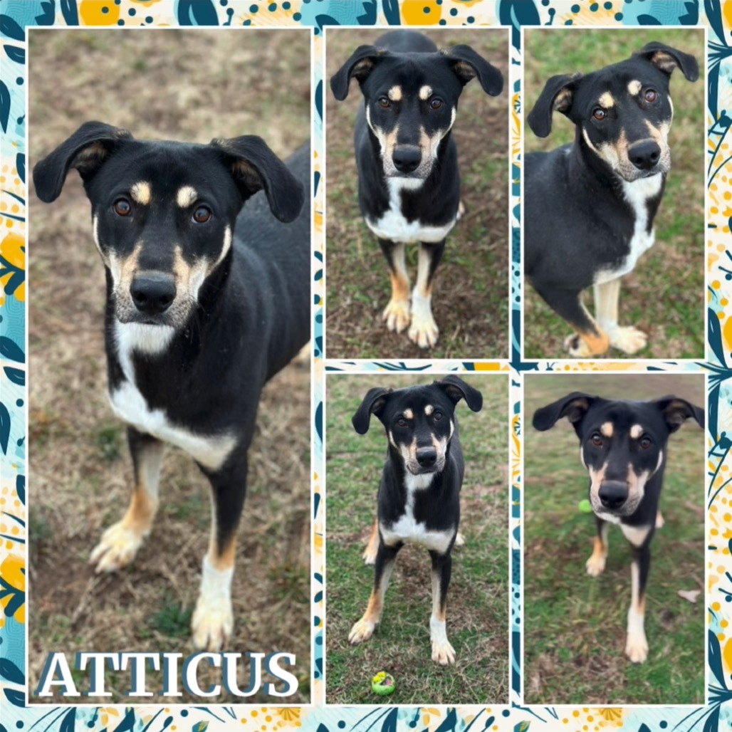 Atticus