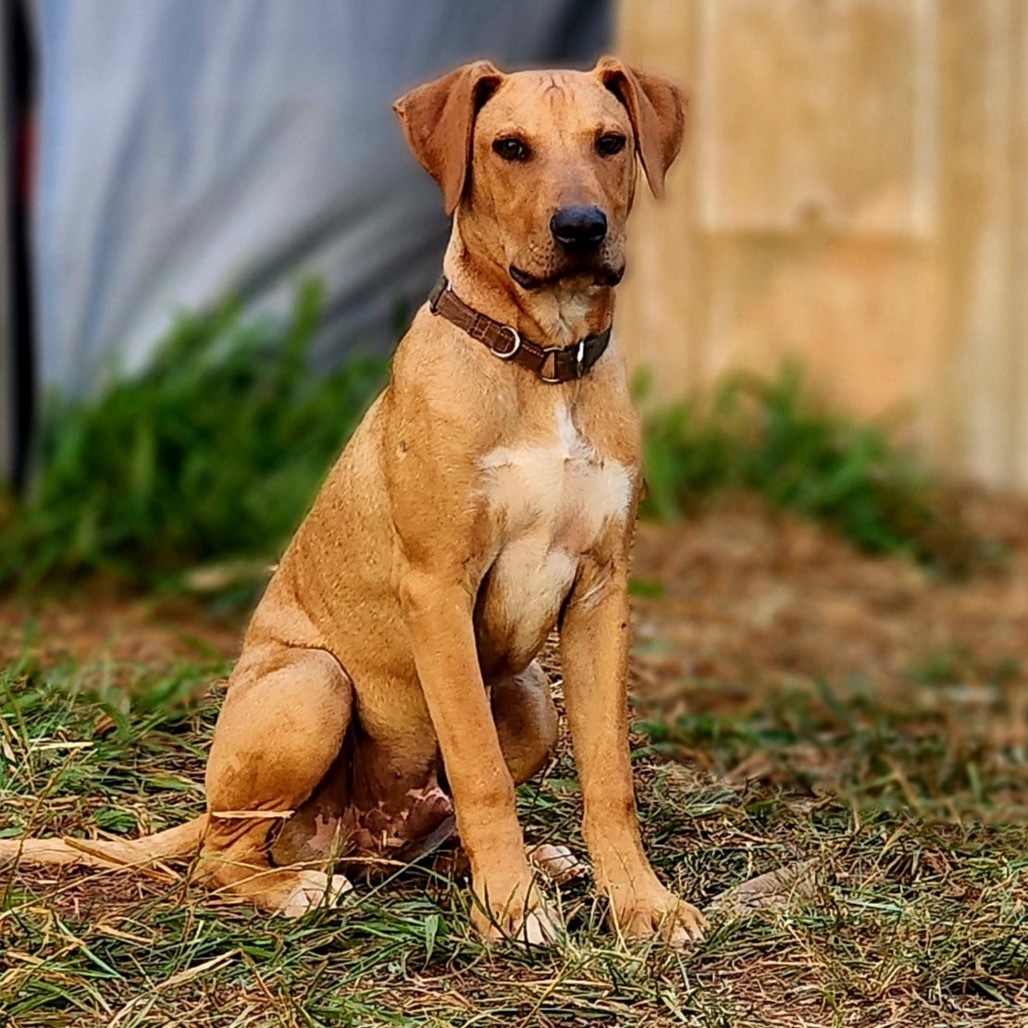 Miso, an adoptable Hound, Mixed Breed in Kilauea, HI, 96754 | Photo Image 1