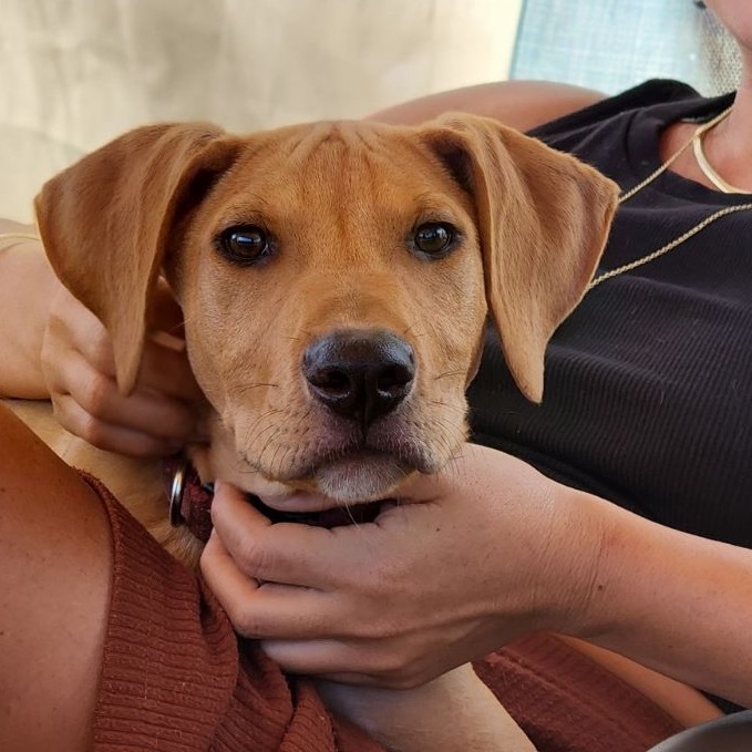 Miso, an adoptable Hound, Mixed Breed in Kilauea, HI, 96754 | Photo Image 2