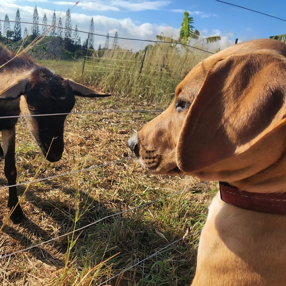 Miso, an adoptable Hound, Mixed Breed in Kilauea, HI, 96754 | Photo Image 3