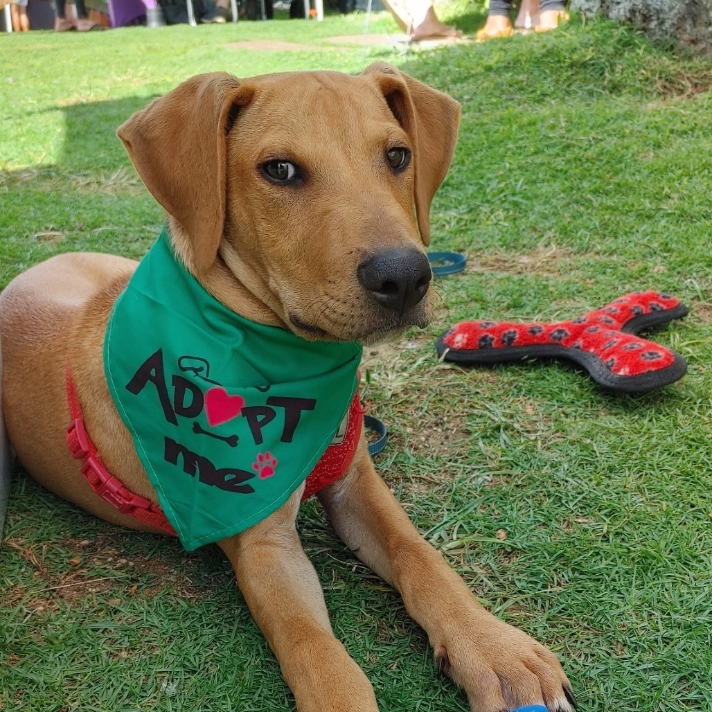 Miso, an adoptable Hound, Mixed Breed in Kilauea, HI, 96754 | Photo Image 4